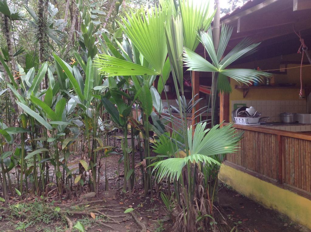 Morpheus Exotica Lodge Puerto Viejo de Talamanca Værelse billede