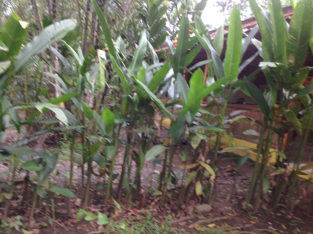 Morpheus Exotica Lodge Puerto Viejo de Talamanca Eksteriør billede