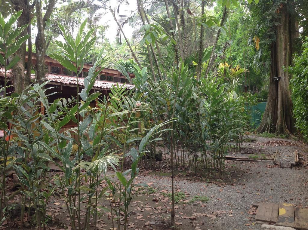 Morpheus Exotica Lodge Puerto Viejo de Talamanca Eksteriør billede