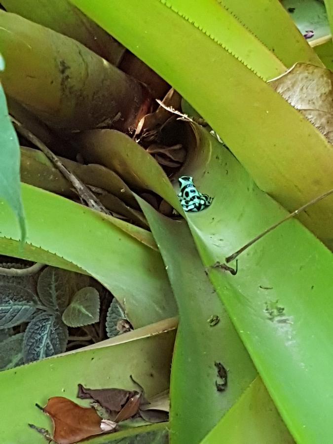 Morpheus Exotica Lodge Puerto Viejo de Talamanca Eksteriør billede